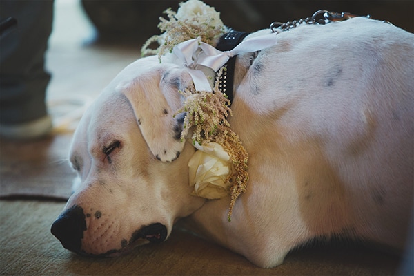 Pets as wedding guests Pets as wedding guests