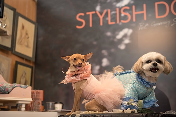 Πως να συμπεριλαβετε το κατοικιδιο σας στο γαμο σας!