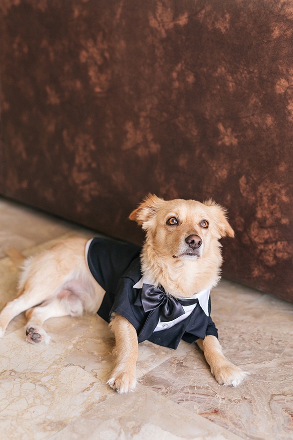 Πρωτότυπη ιδέα για το κατοικίδιο σας