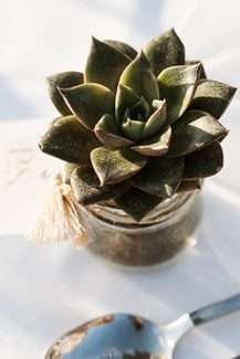 Πρωτότυπη νυφική μπομπονιέρα με γλαστράκι από αιώνιο Πρωτότυπη νυφική μπομπονιέρα με γλαστράκι από αιώνιο