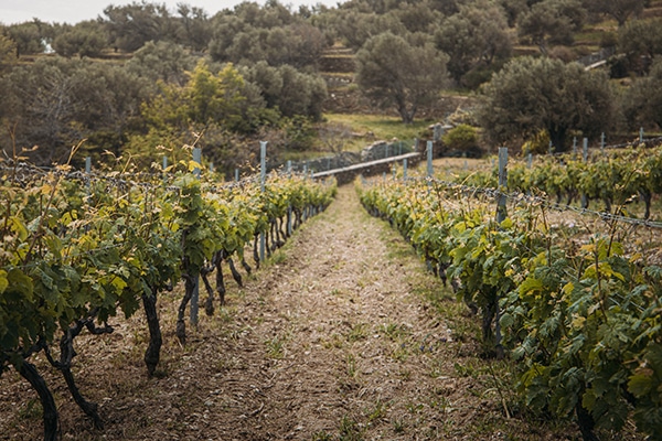 wedding-venues-kourtesis-wine-estate (10)