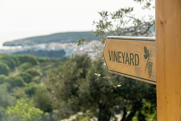 wedding-venues-kourtesis-wine-estate (13)