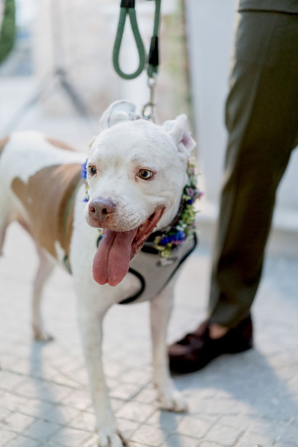 Summer Wedding Colorful Blooms