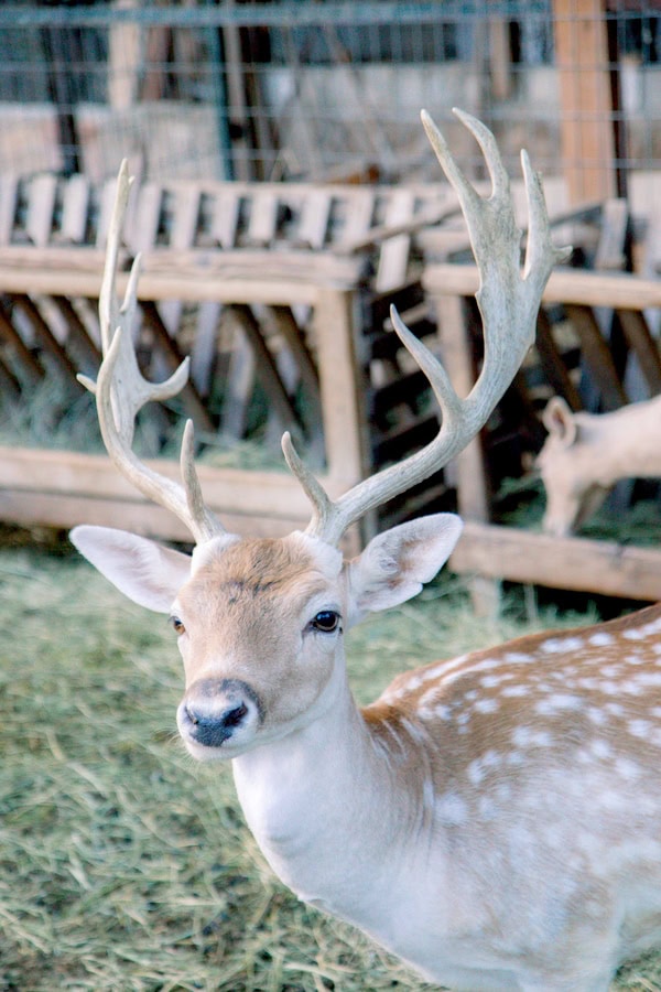 Romantic Wedding Deer Valley Venue White Pink Flowers